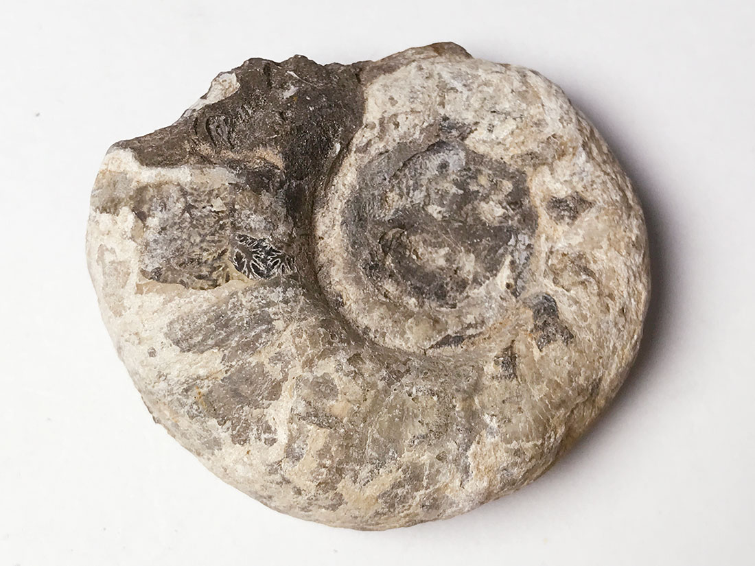 化石 アンモナイト 約16kg 北海道 札幌市手稲区 - 北海道のその他