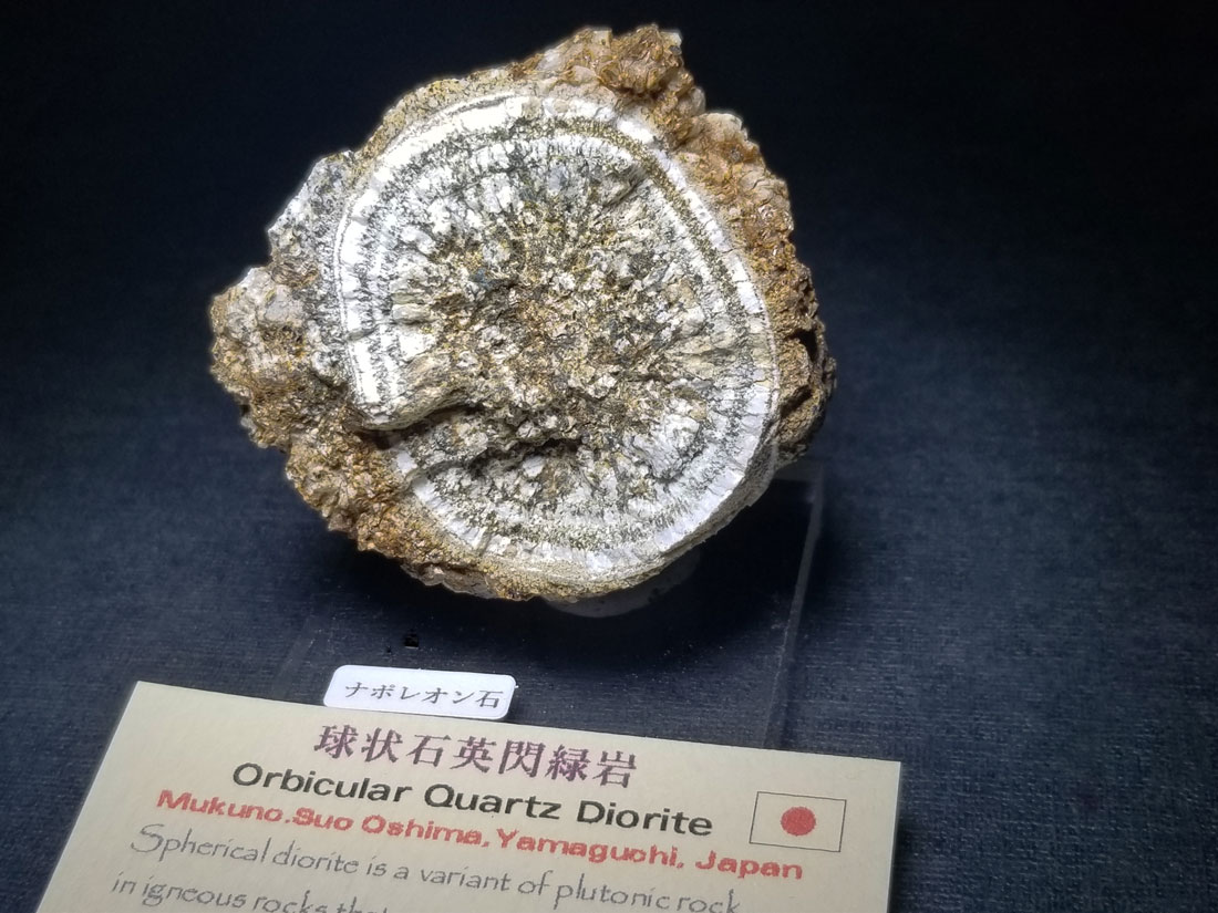 山口県椋野産　球状石英閃緑岩(ナポレオン石)/Orbicular Quartz Diorite