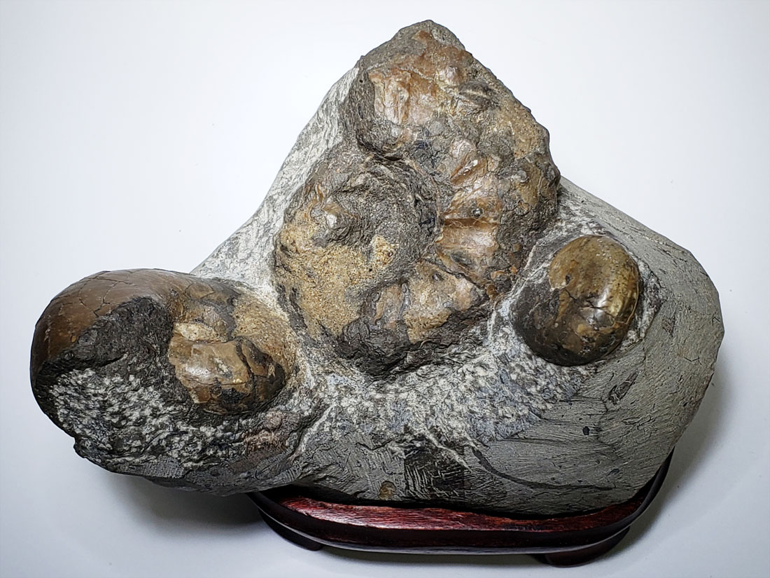 北海道 羽幌 銀色のアンモナイト レア 化石 インテリア-
