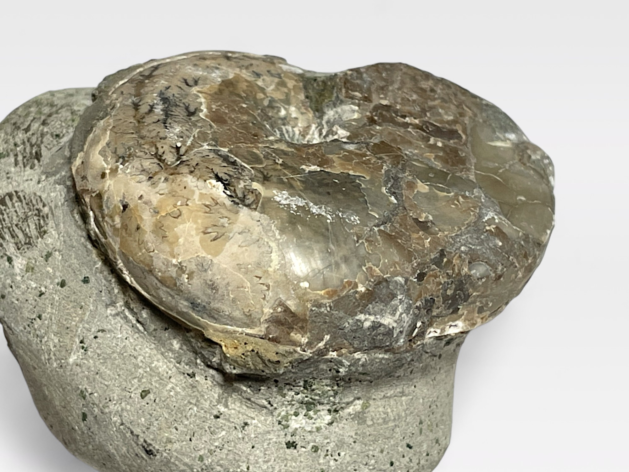 天然石・水晶・鉱物原石専門店【The Stone of WAKOU】 / 北海道産アンモナイト
