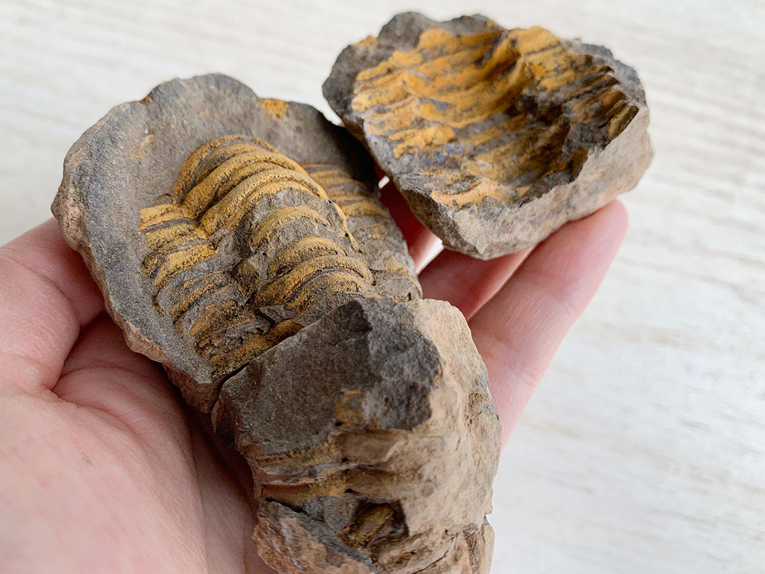 三葉虫 化石 fossil ボリビア産 trilobite ノジュール番号④