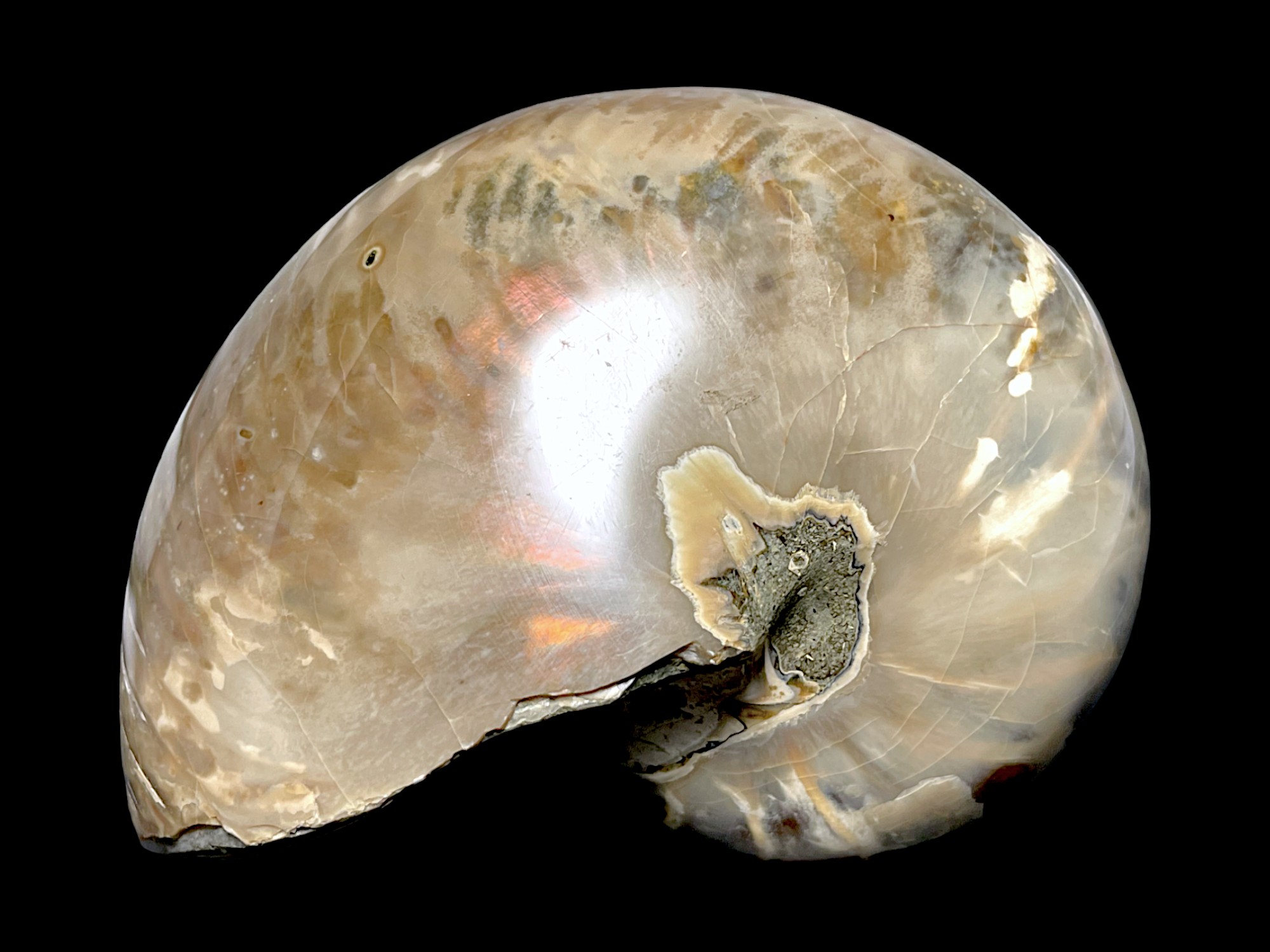 マダガスカル産 アンモナイト ( Nautilus Cymatoceras )