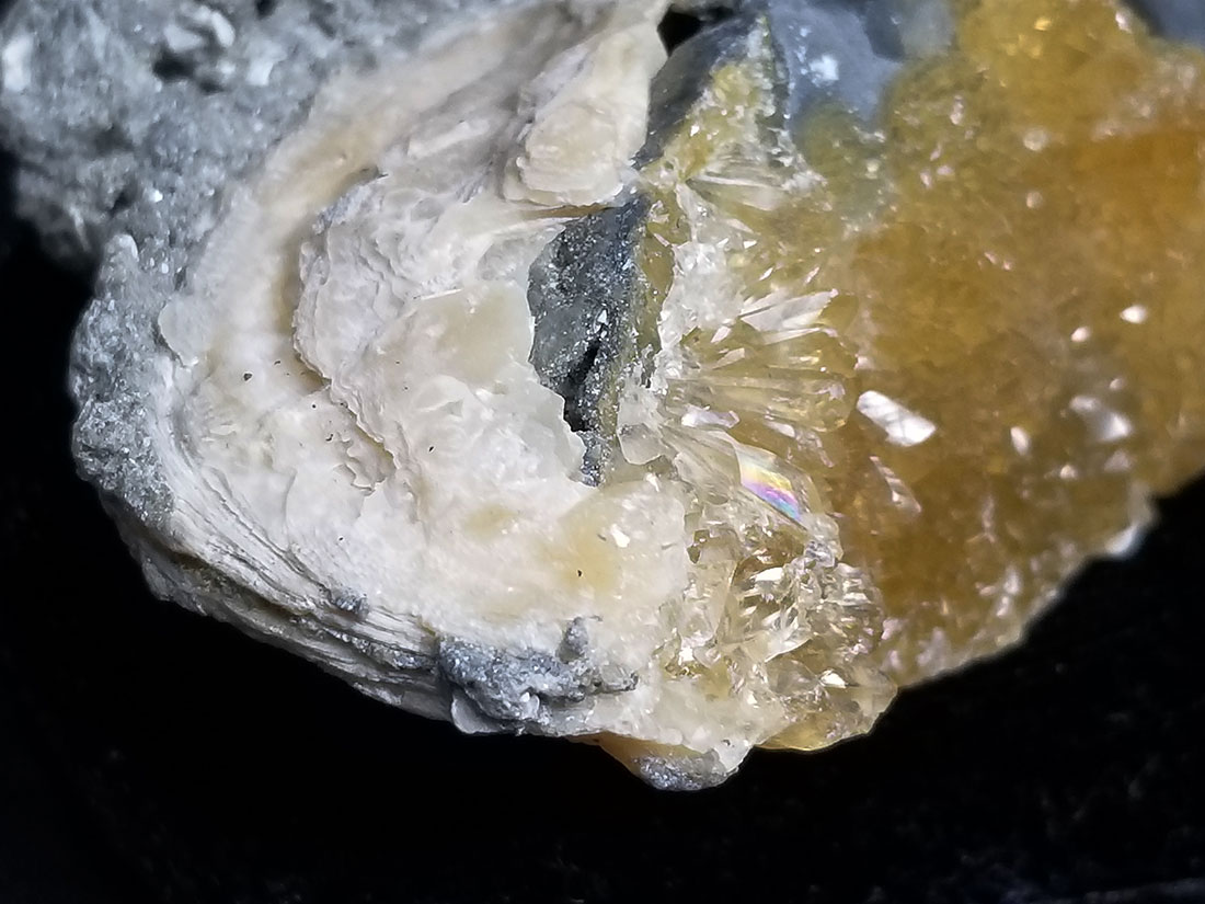 天然石・水晶・鉱物原石専門店【The Stone of WAKOU】 フロリダ州産貝化石カルサイト/Calcite Replacing The  Clam