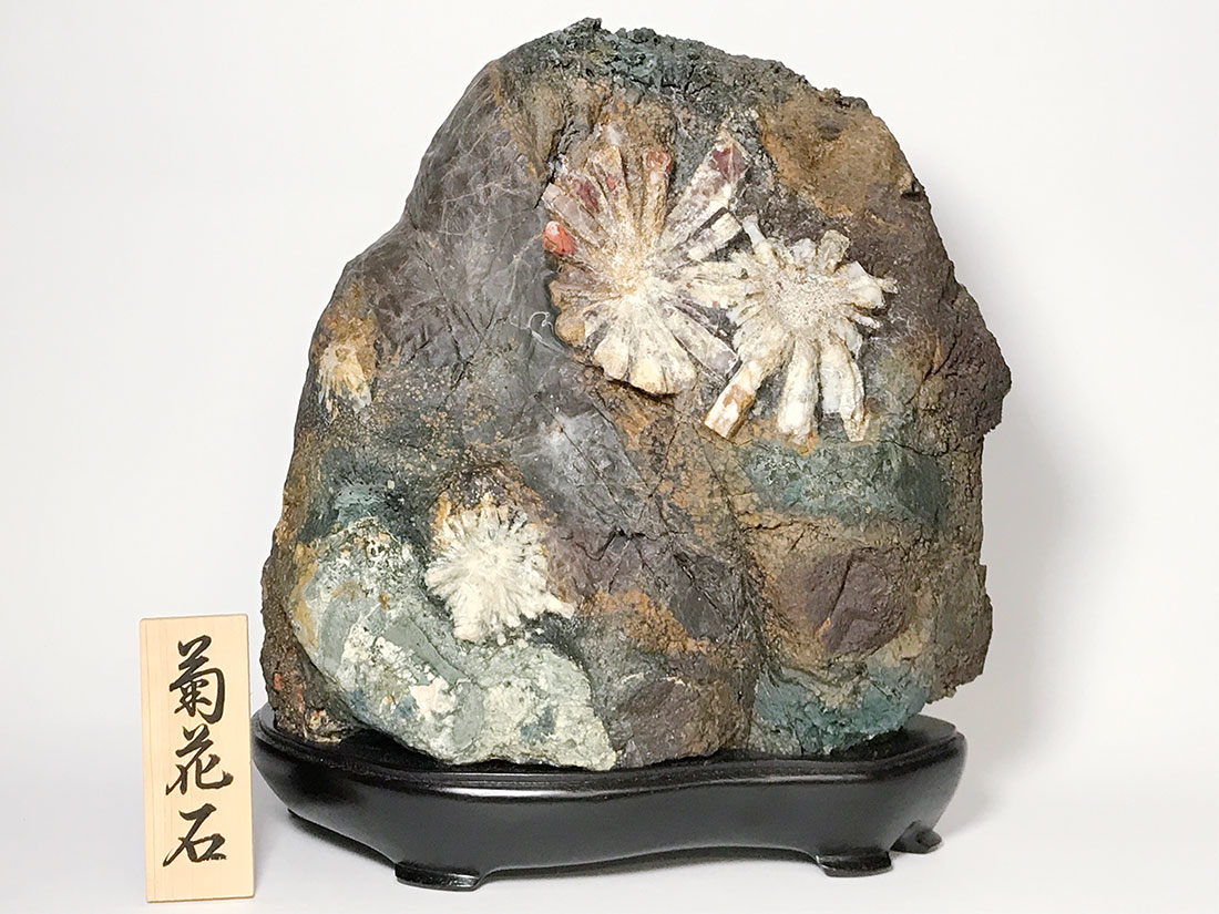天然石・水晶・鉱物原石専門店【The Stone of WAKOU】 / 菊花石