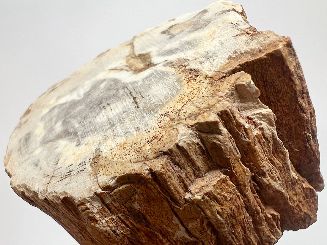 送料込 珪化木 木の化石 片面磨き 北海道産 - 科学、自然